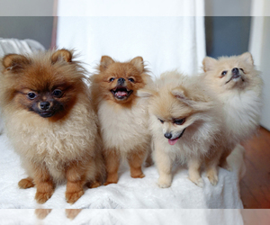 Pomeranian Dog Breeder near BROOKLYN, NY, USA