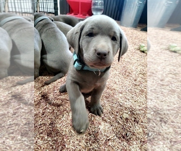 Medium Photo #9  Breeder Profile in FLAGLER, CO, USA