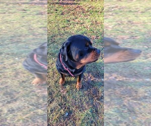 Rottweiler Dog Breeder near GENEVA, NY, USA