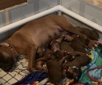 Small #18 Breeder Profile image