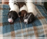 Small breeder photo