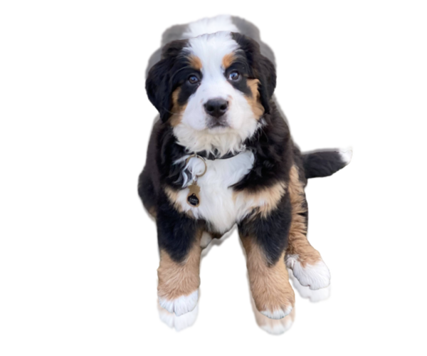 Medium Photo #1  Breeder Profile in DEARBORN HEIGHTS, MI, USA
