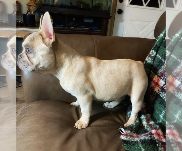 Medium Photo #9  Breeder Profile in GREENVILLE, TX, USA
