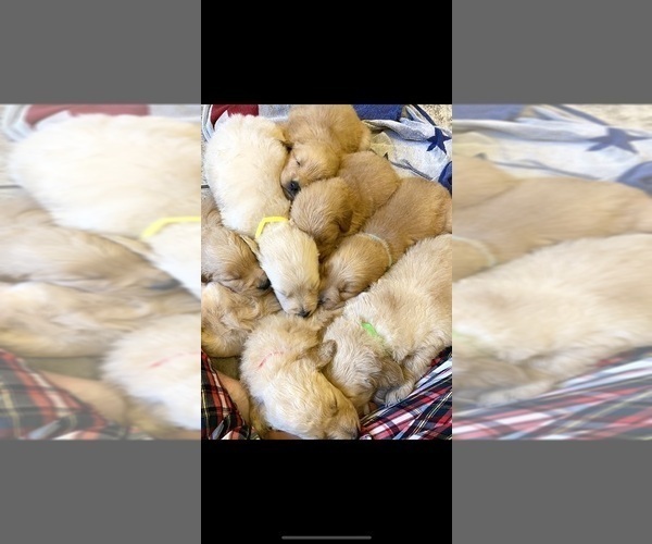 Medium Photo #1  Breeder Profile in WALNUT GROVE, MO, USA