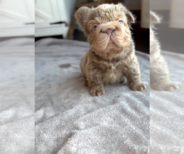Medium Photo #3  Breeder Profile in PALM CITY, FL, USA