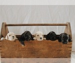 Small Photo #1  Breeder Profile in DUNDEE, NY, USA