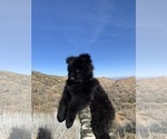 Small #120 Breeder Profile image
