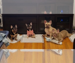 French Bulldog Dog Breeder near PISCATAWAY, NJ, USA