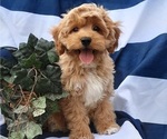 Small #22 Breeder Profile image