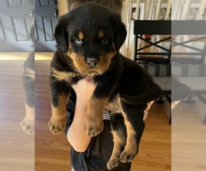 Rottweiler Dog Breeder near WARWICK, RI, USA