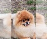 Small breeder photo