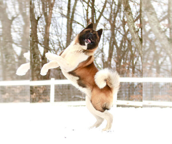 Medium Photo #2  Breeder Profile in SUSSEX, NJ, USA