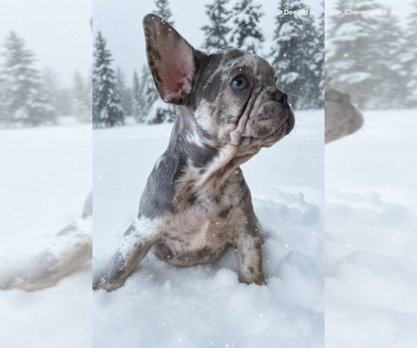 Medium Photo #9  Breeder Profile in BAKERSFIELD, CA, USA