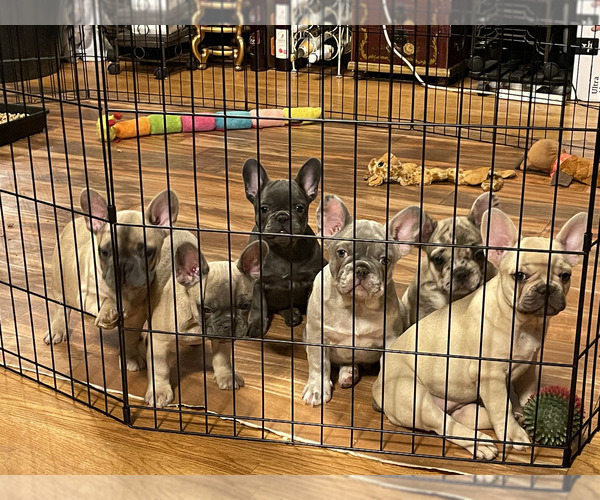 Medium Photo #5  Breeder Profile in MCDONOUGH, GA, USA
