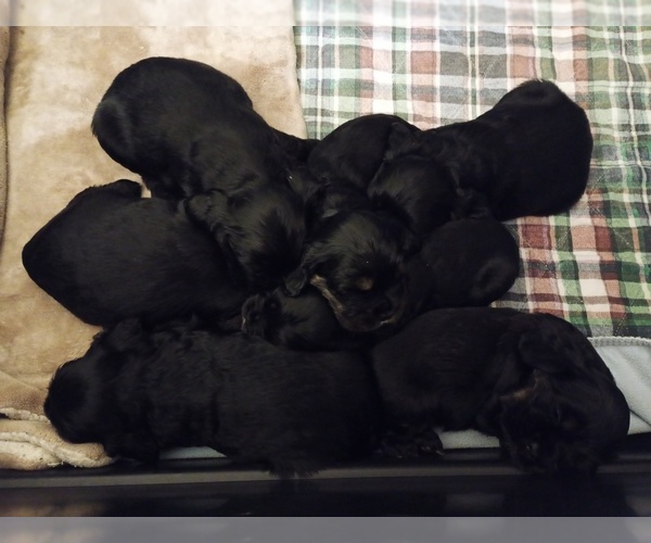 Medium Photo #1  Breeder Profile in GRAHAM, WA, USA