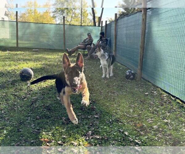 Medium Photo #1  Breeder Profile in LEETONIA, OH, USA
