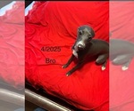 Small #4 Breeder Profile image