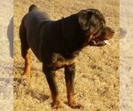 Small Photo #1  Breeder Profile in WESLEY, AR, USA