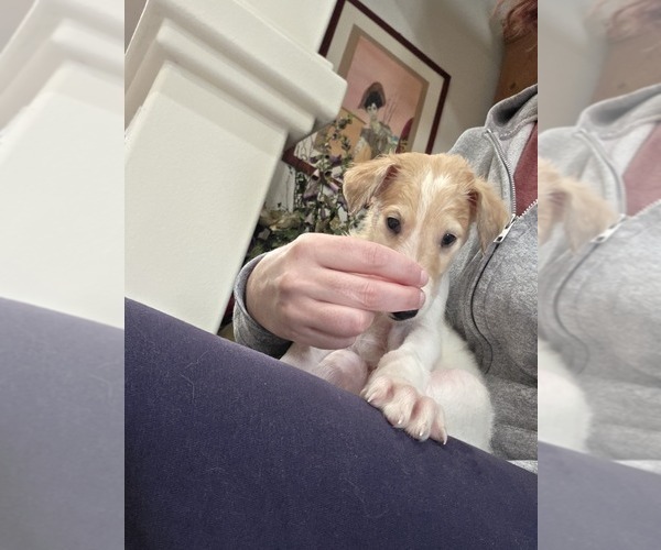 Medium Photo #11  Breeder Profile in YUCAIPA, CA, USA