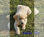 Small #1 Breeder Profile image