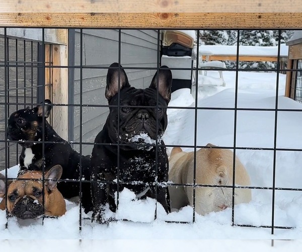 Medium Photo #44  Breeder Profile in KALISPELL, MT, USA