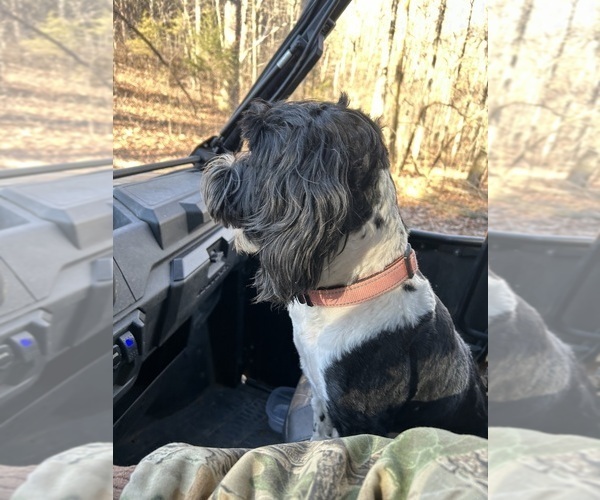 Medium Photo #21  Breeder Profile in BAYTOWN, TX, USA