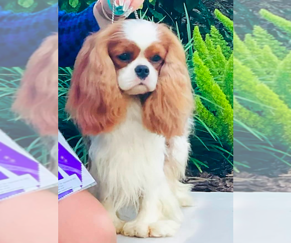 Medium Photo #12  Breeder Profile in MIAMI, FL, USA