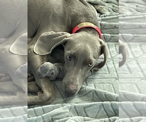 Weimaraner Dog Breeder near WHITEVILLE, NC, USA