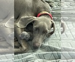 Small breeder photo