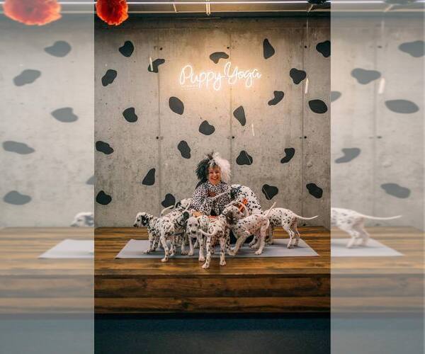 Medium Photo #1  Breeder Profile in Iernut, Mures, Romainia