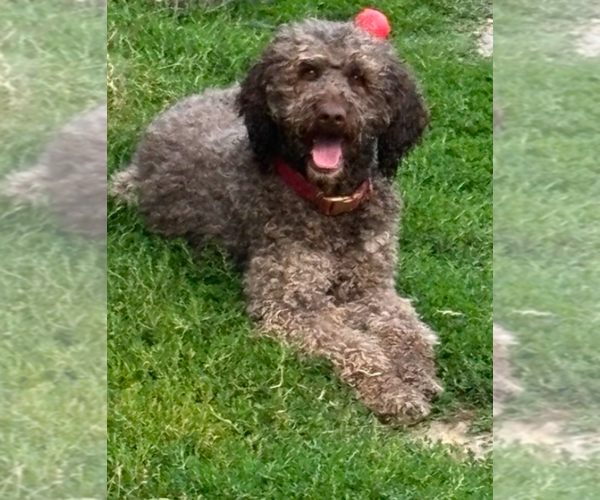 Medium Photo #7  Breeder Profile in DEER PARK, WA, USA