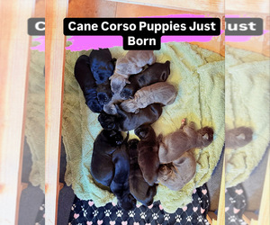 Cane Corso Dog Breeder near WOODLAND HILLS, CA, USA