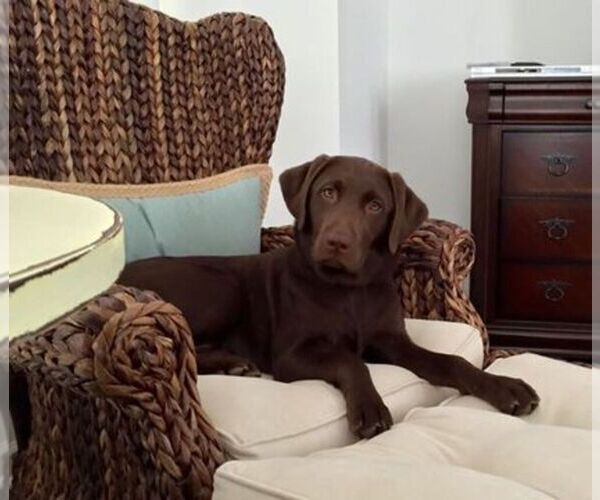 Medium Photo #1  Breeder Profile in WINDER, GA, USA