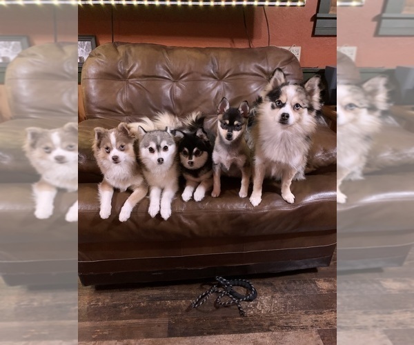 Medium Photo #18  Breeder Profile in STAPLES, MN, USA