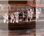 Small #17 Breeder Profile image