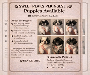 Pekingese Dog Breeder near BROWN CITY, MI, USA