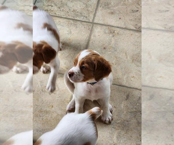 Medium Photo #14  Breeder Profile in MONTROSE, CO, USA