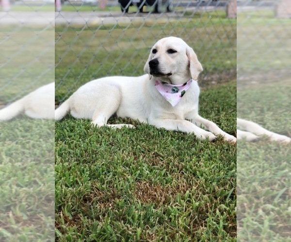 Medium Photo #2  Breeder Profile in LOVELADY, TX, USA