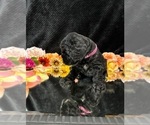 Small #1 Breeder Profile image