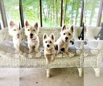 Small breeder photo