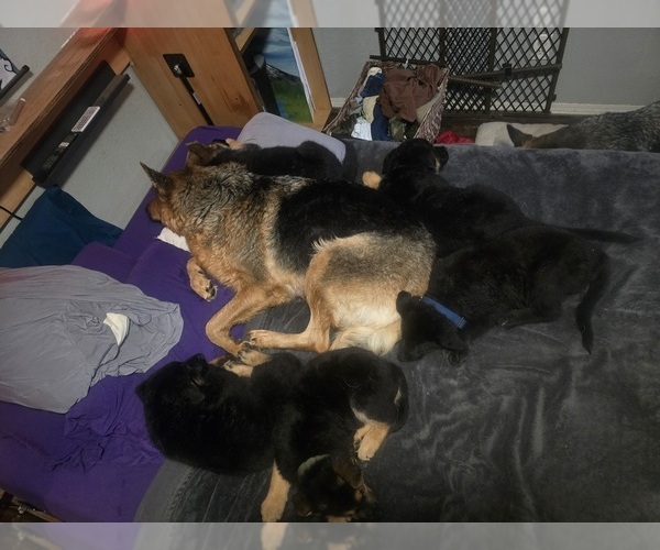 Medium Photo #1  Breeder Profile in ROCHESTER, WA, USA