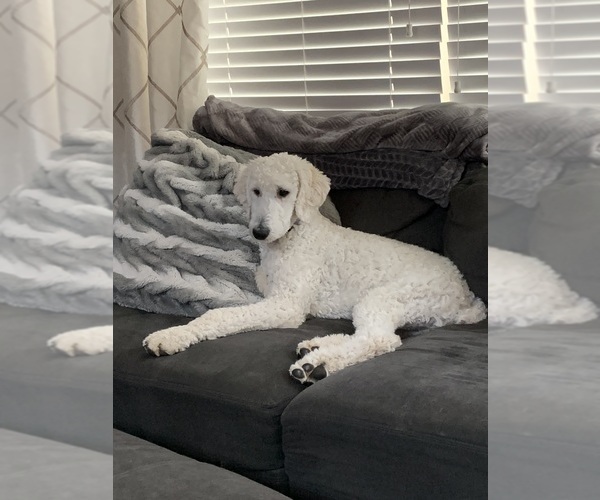 Medium Photo #16  Breeder Profile in POST FALLS, ID, USA