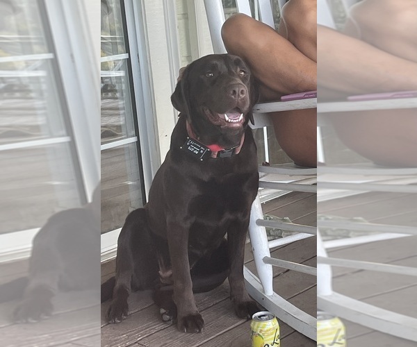 Medium Photo #10  Breeder Profile in TEMECULA, CA, USA