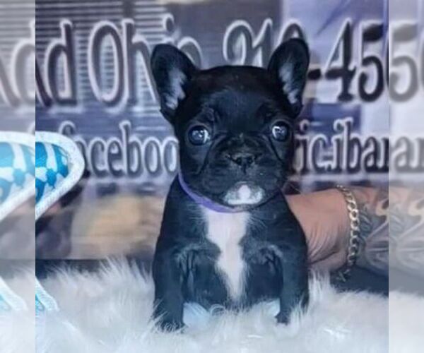 Medium Photo #1  Breeder Profile in CLEVELAND, OH, USA