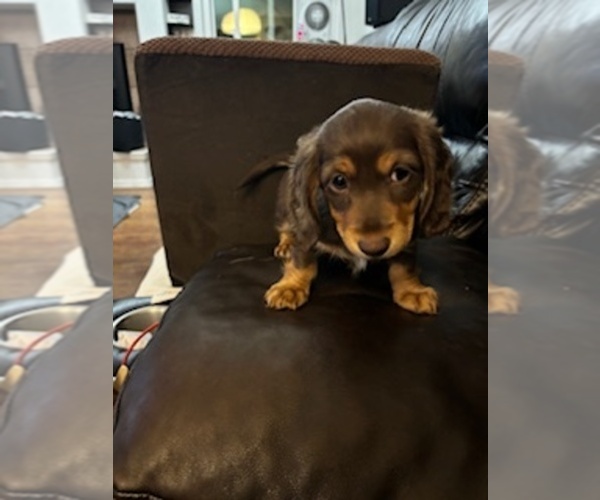 Medium Photo #3  Breeder Profile in COLORADO SPRINGS, CO, USA
