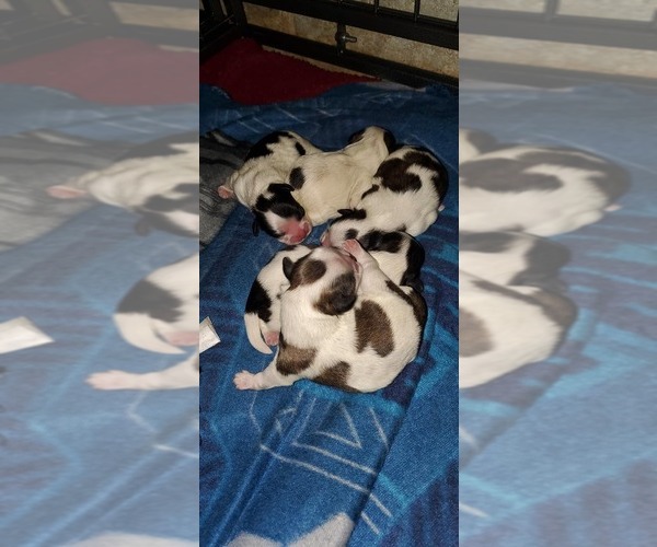 Medium Photo #32  Breeder Profile in NEENAH, WI, USA