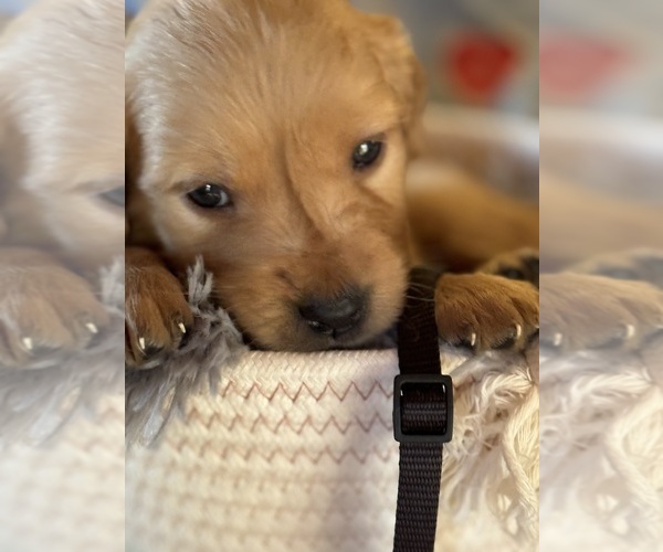 Medium Photo #1  Breeder Profile in FARMINGTON, MN, USA