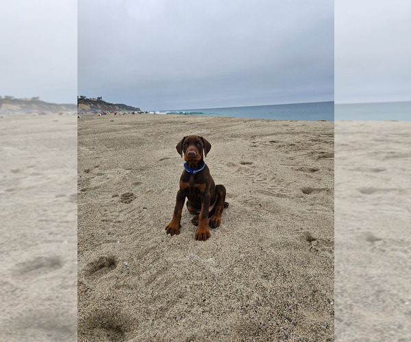 Medium Photo #24  Breeder Profile in FORT LAUDERDALE, FL, USA