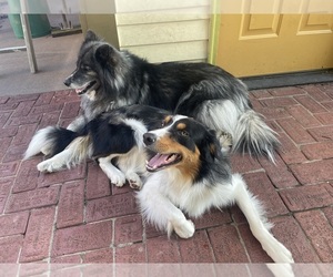 Border Collie Dog Breeder near KANSAS CITY, MO, USA