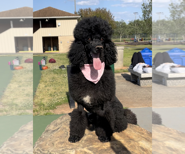 Medium Photo #1  Breeder Profile in STATHAM, GA, USA